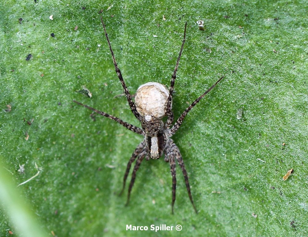 Pardosa lugubris s.l. con ovisacco - Val d''assa (VI)